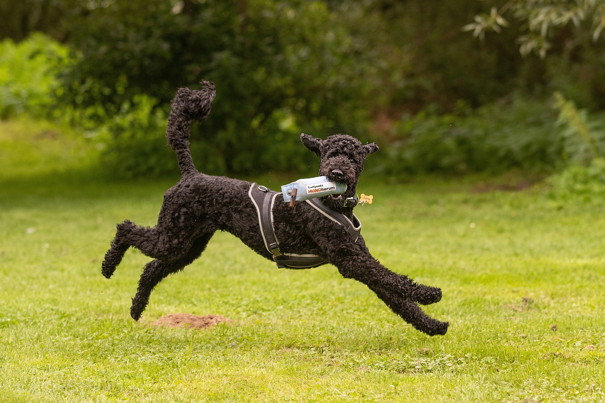 DUMMY TRAINING