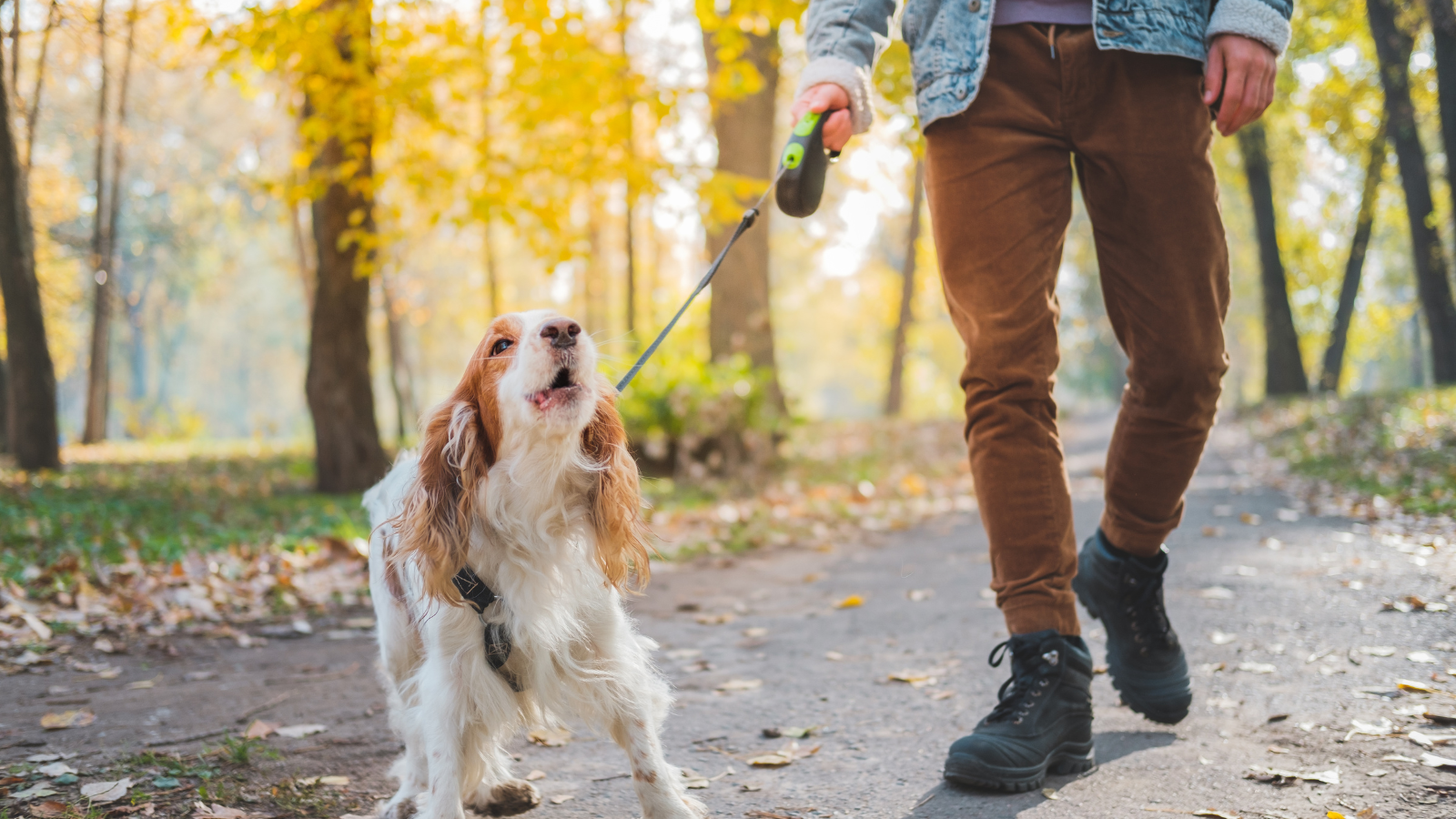 Hunde-Begegnungstraining